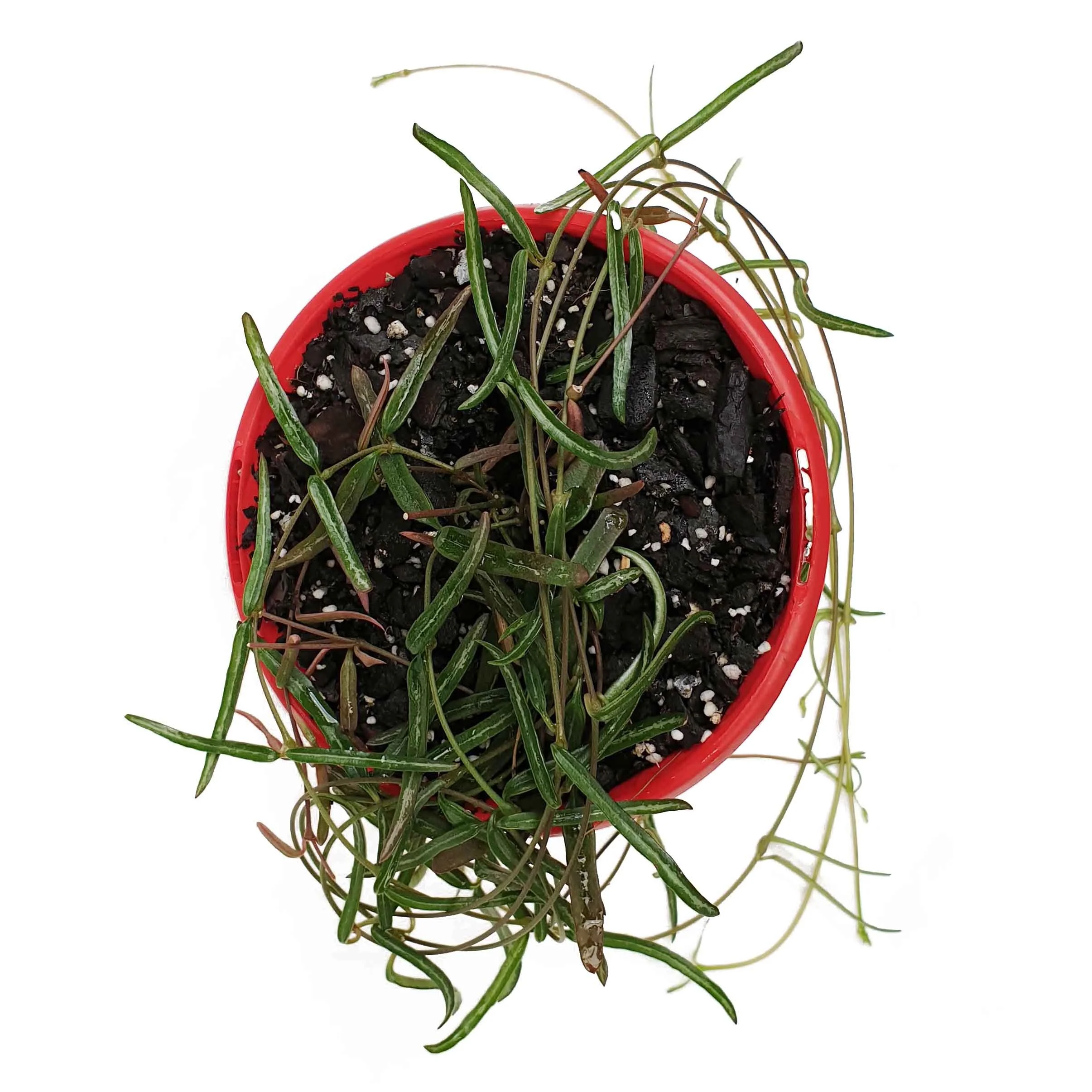 string of needles 1.jpg