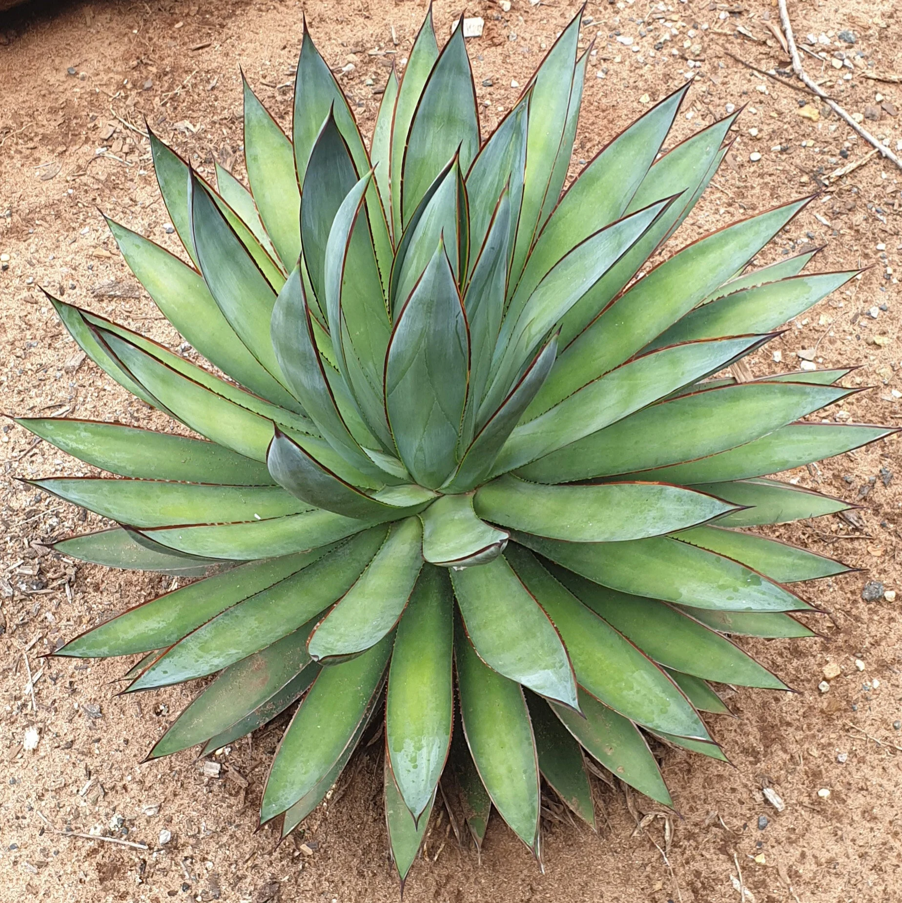 Agave Blue Glow