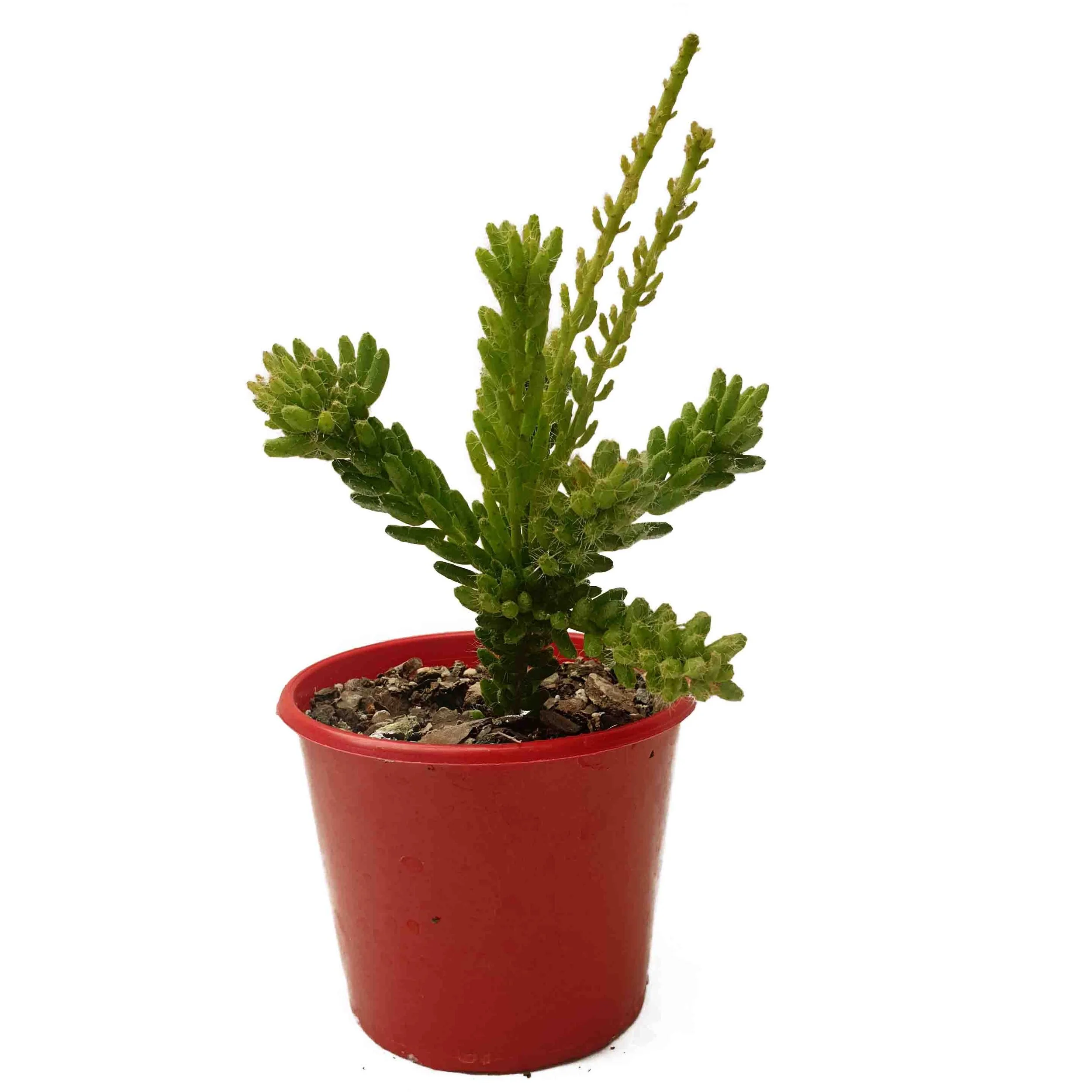 Rhipsalis mesembryanthemoides