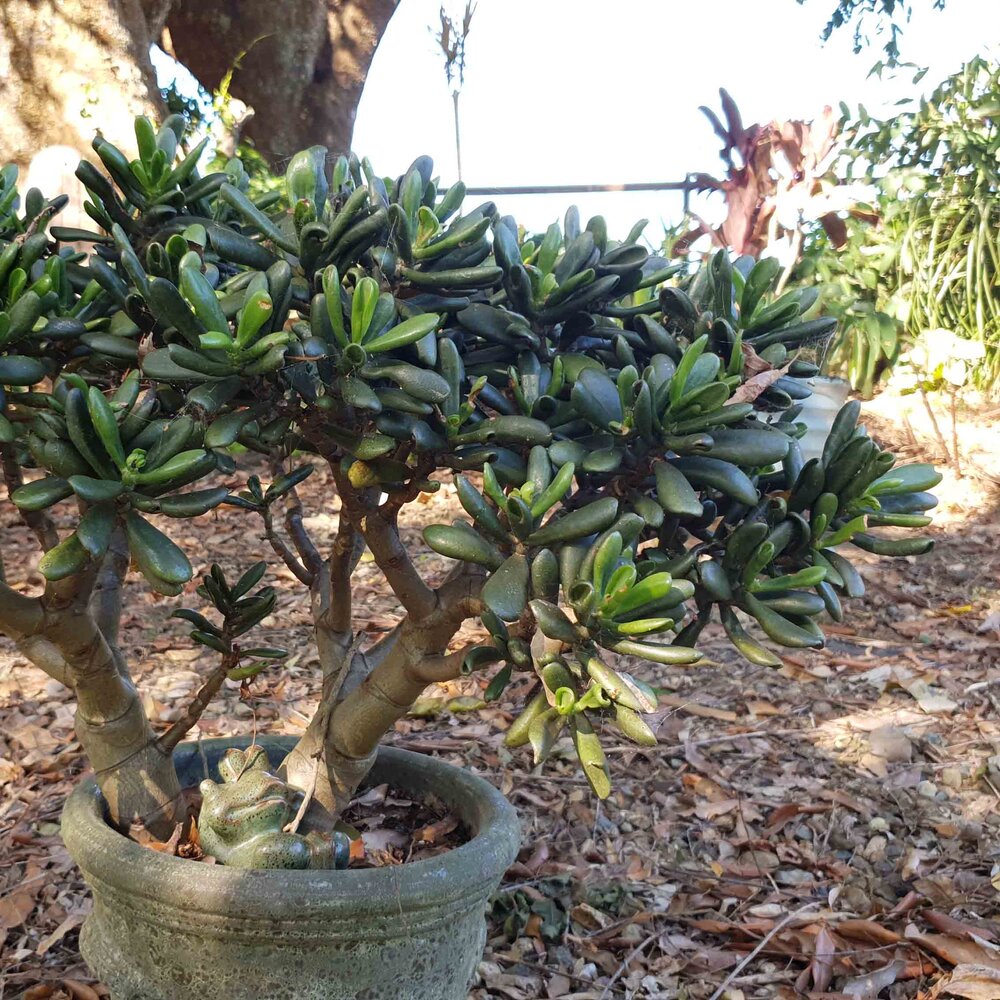 Crassula+Ladyfingers.jpg?format=1000w