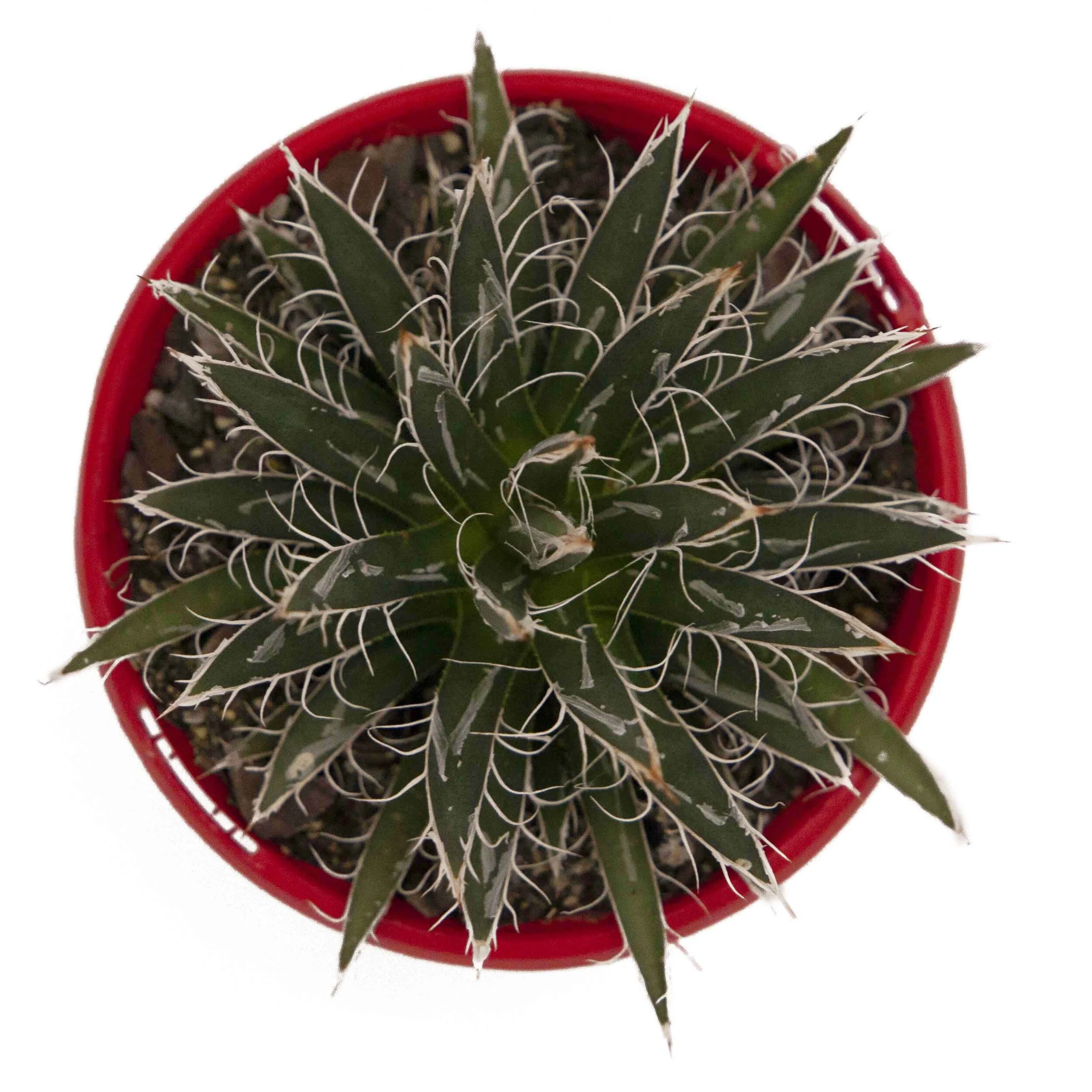 Agave Parviflora (2).jpg