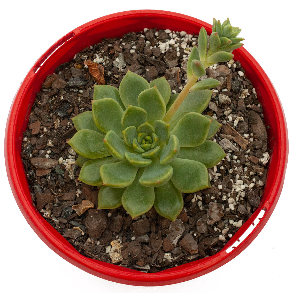 Succulents Online