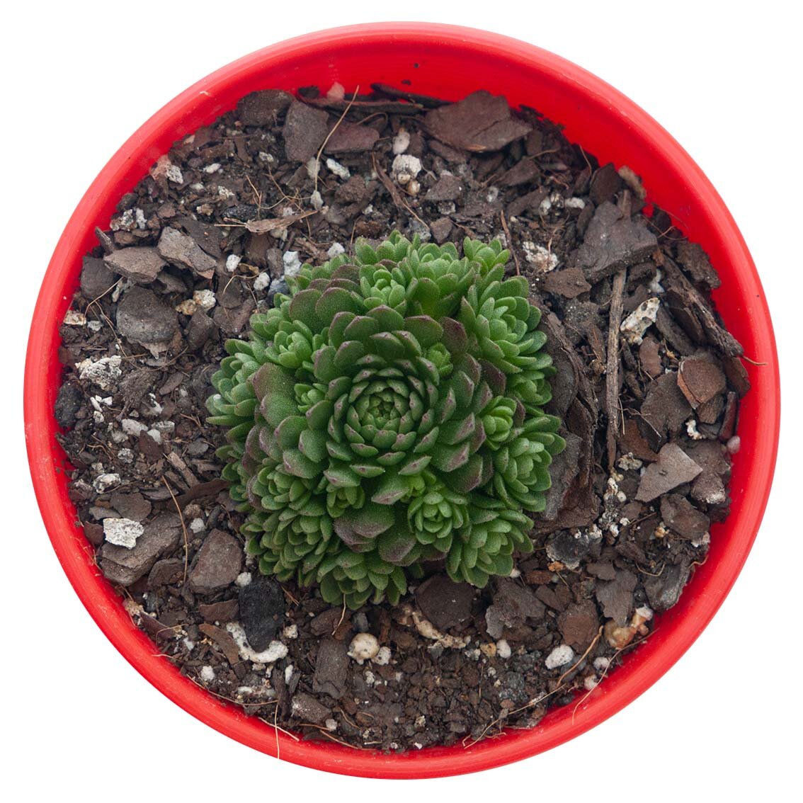 Succulents Online