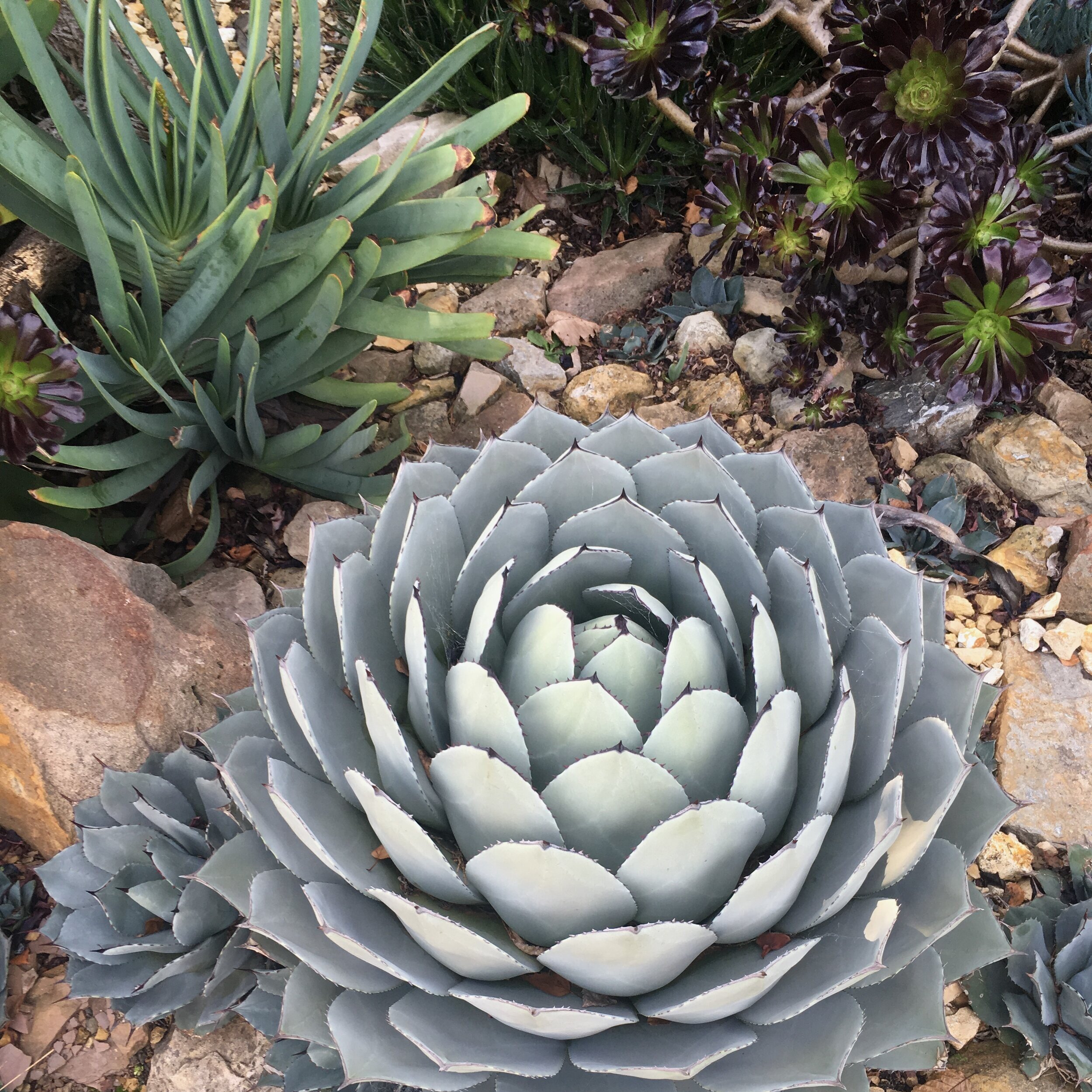 Succulents Online