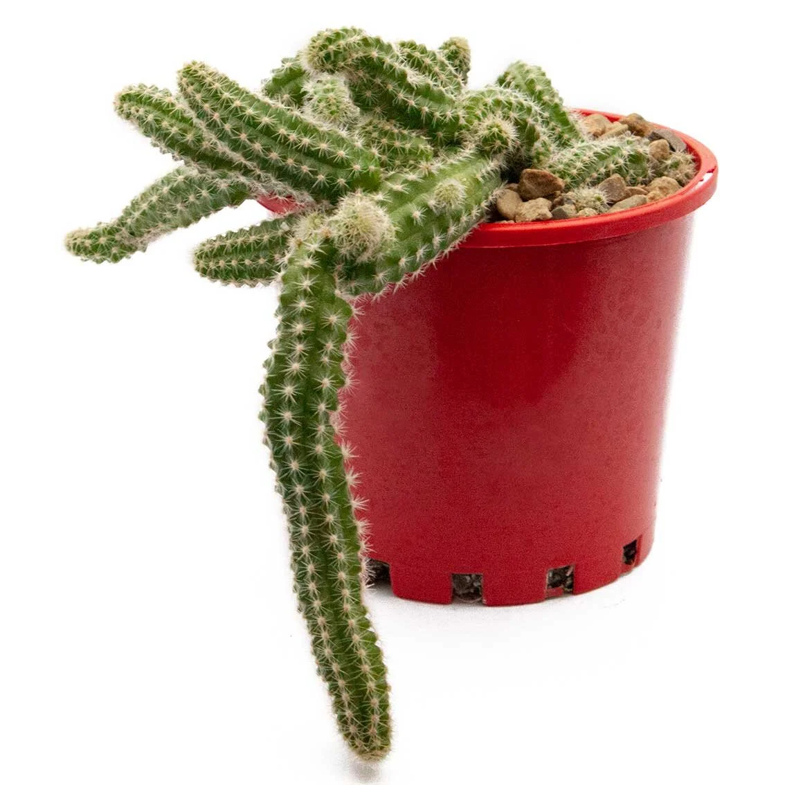 Cacti Chamaecereus 'Peanut Cactus'