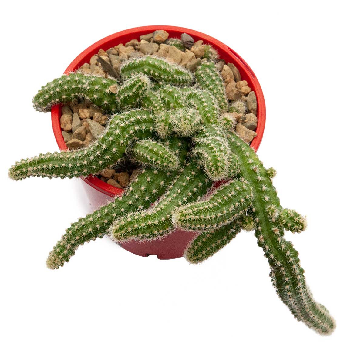 buy peanut cactus australia