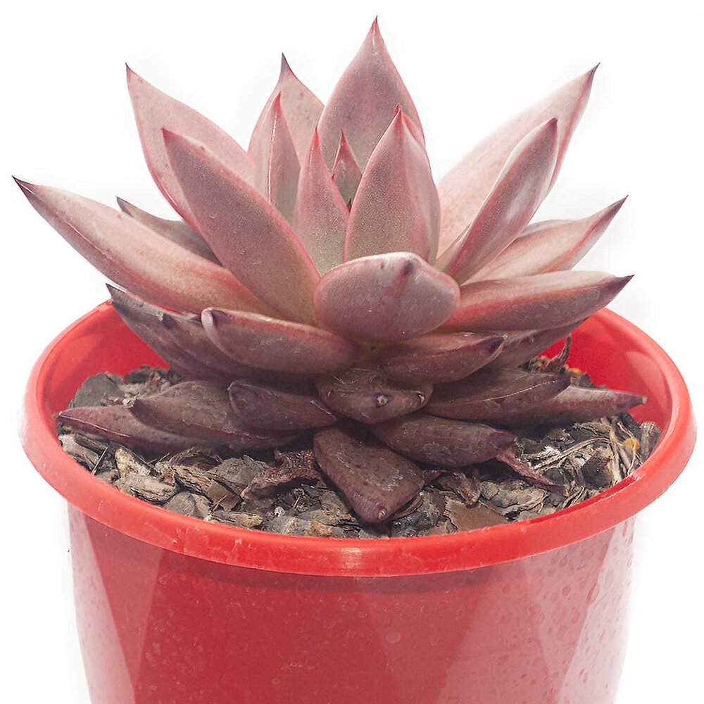 Echeveria-Romeo-Rubin-special-pink-(1).jpg