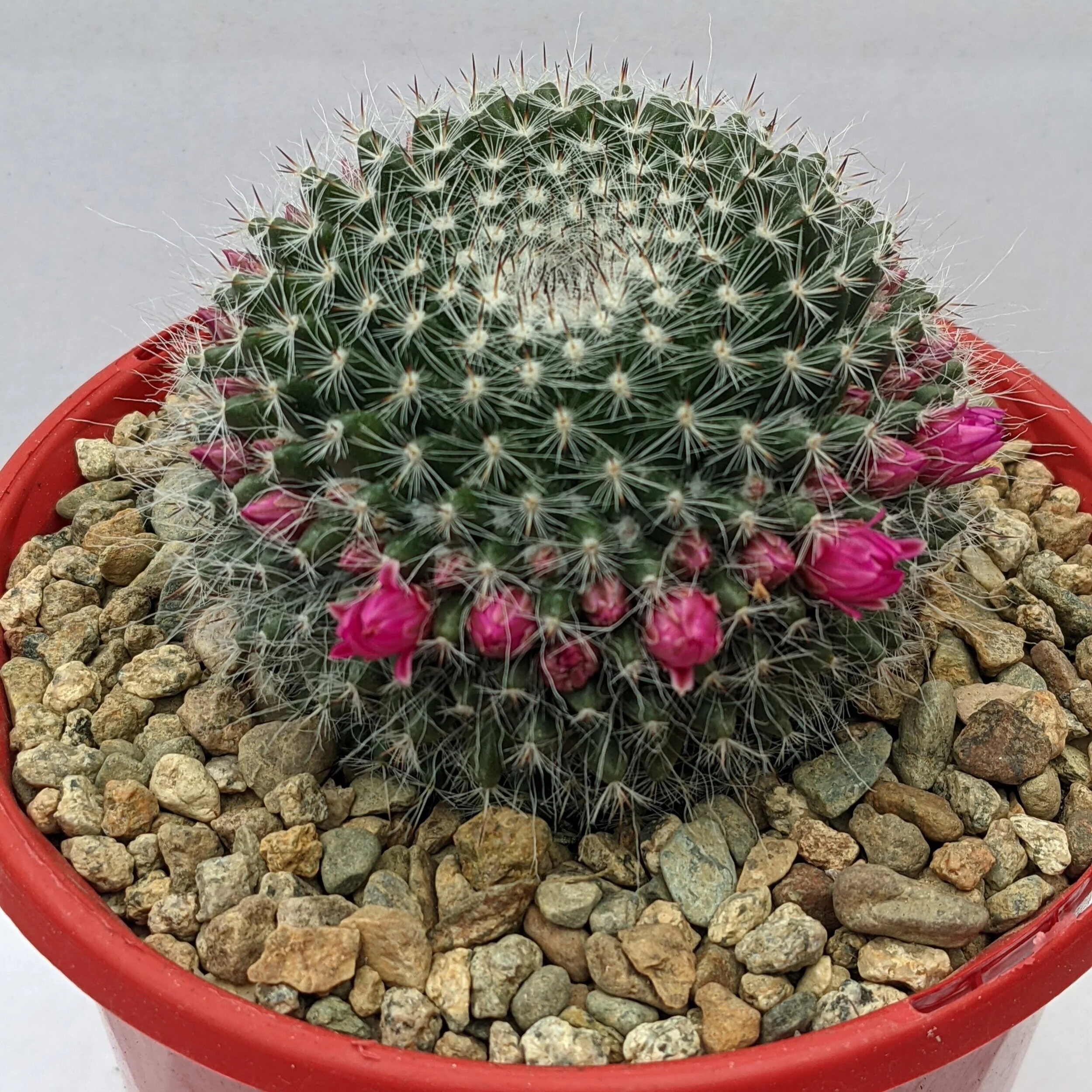Cacti Mammillaria Hahniana Old Lady Cactus