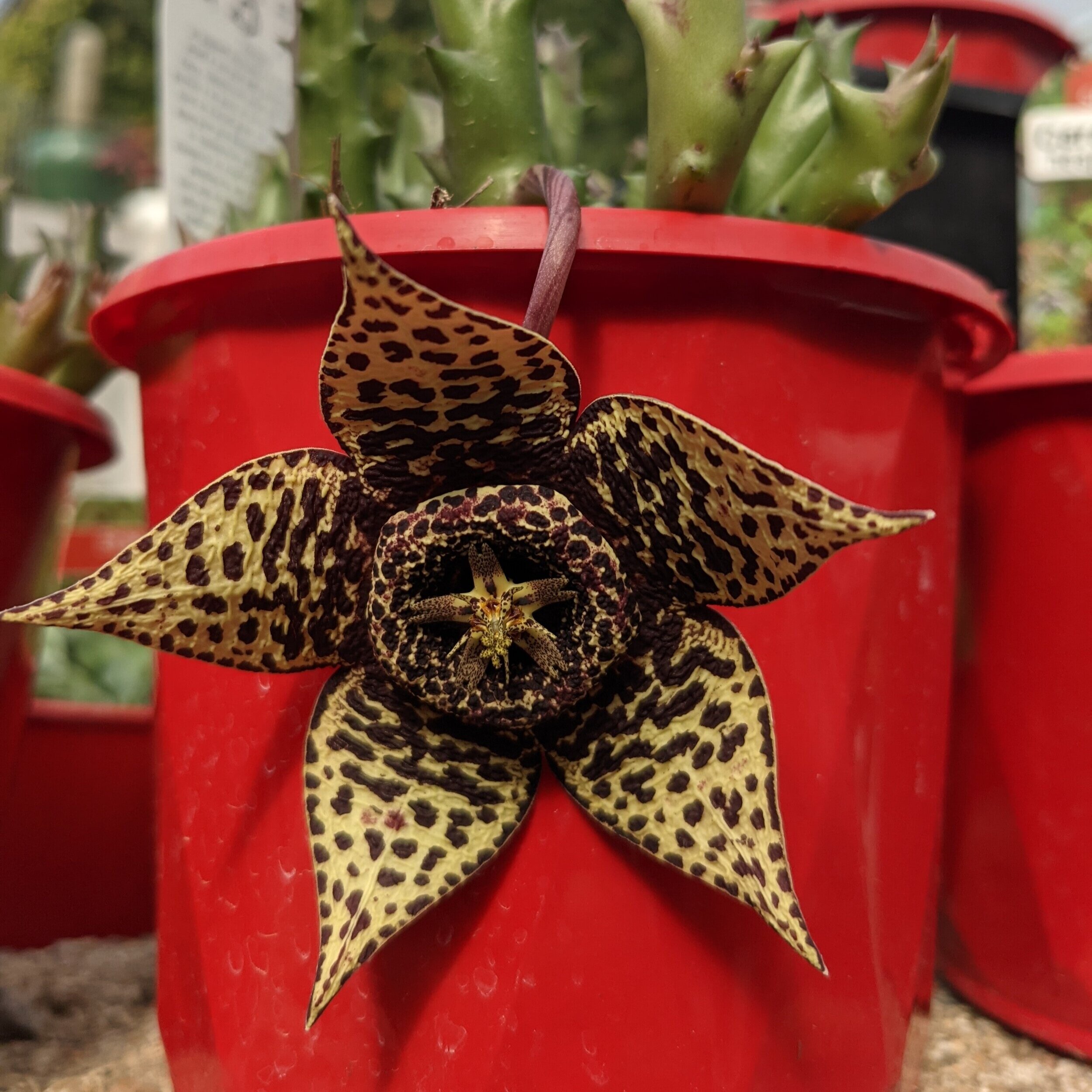 Succulents Online