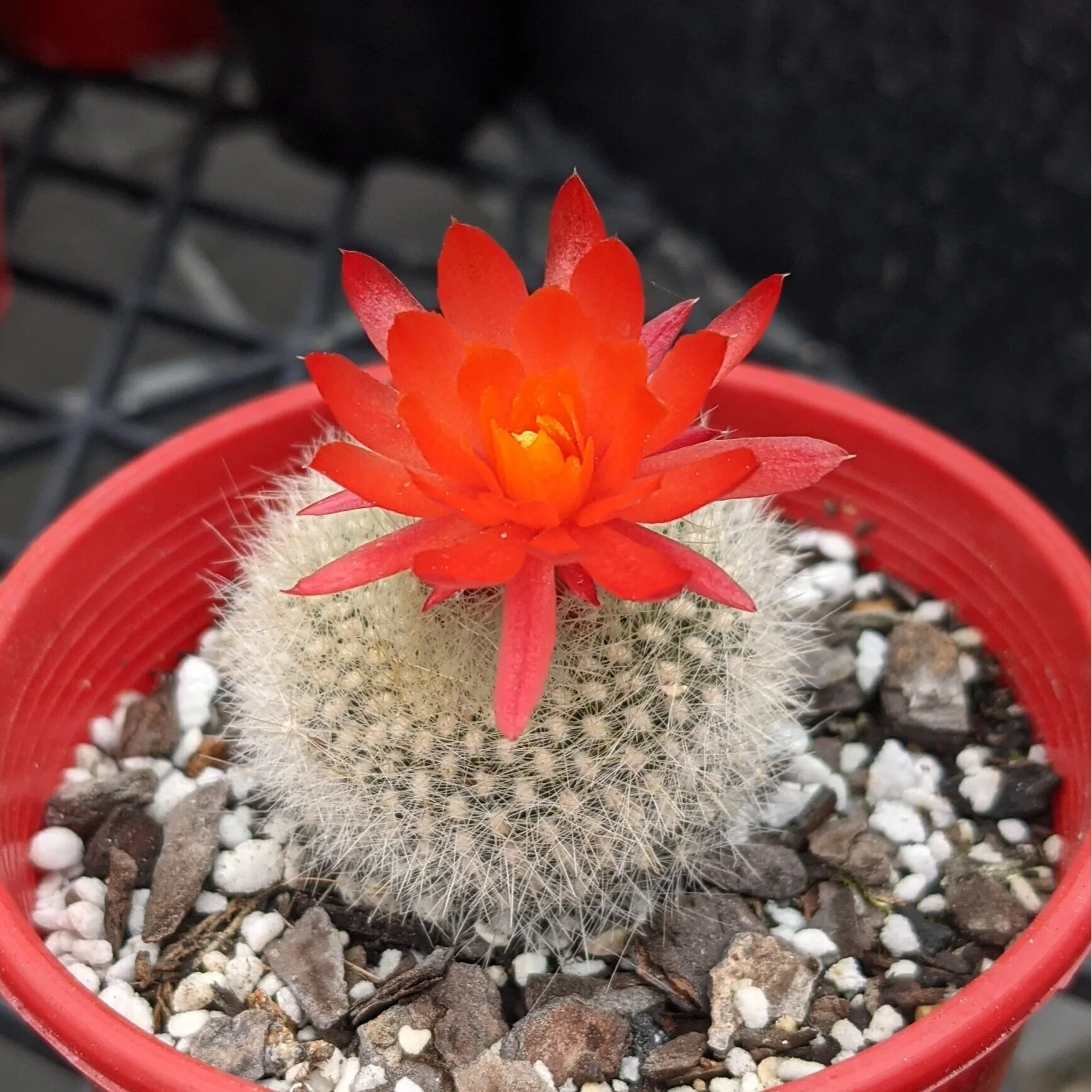 Cacti Parodia Haselbergii "Scarlet Ball Cactus'