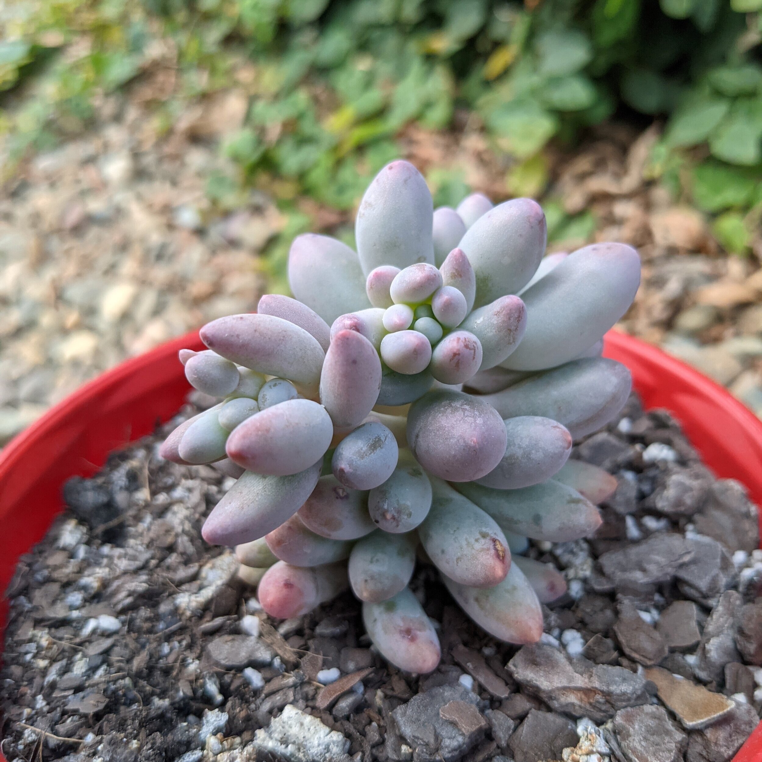 Succulents Online