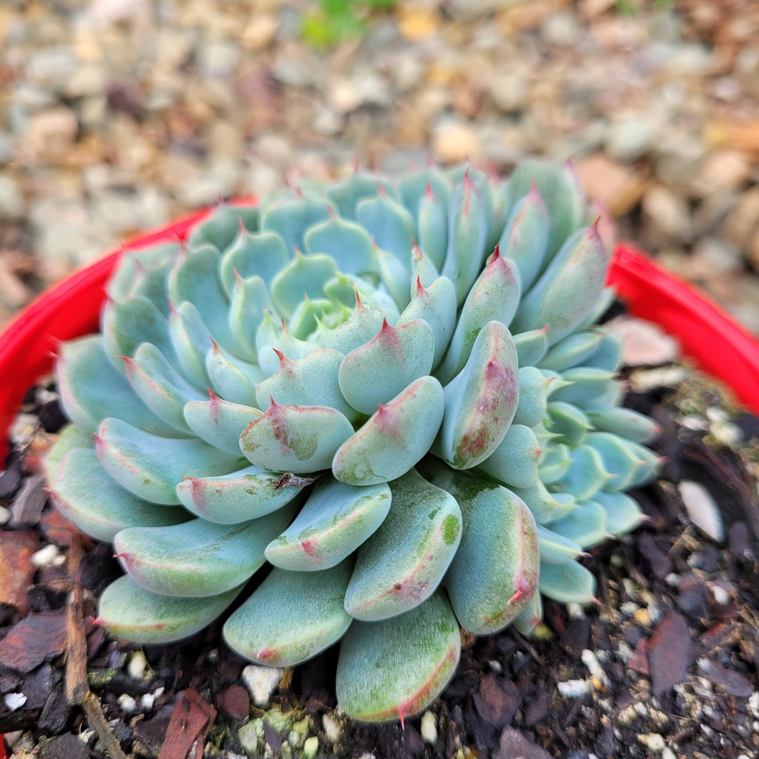 Succulents Online