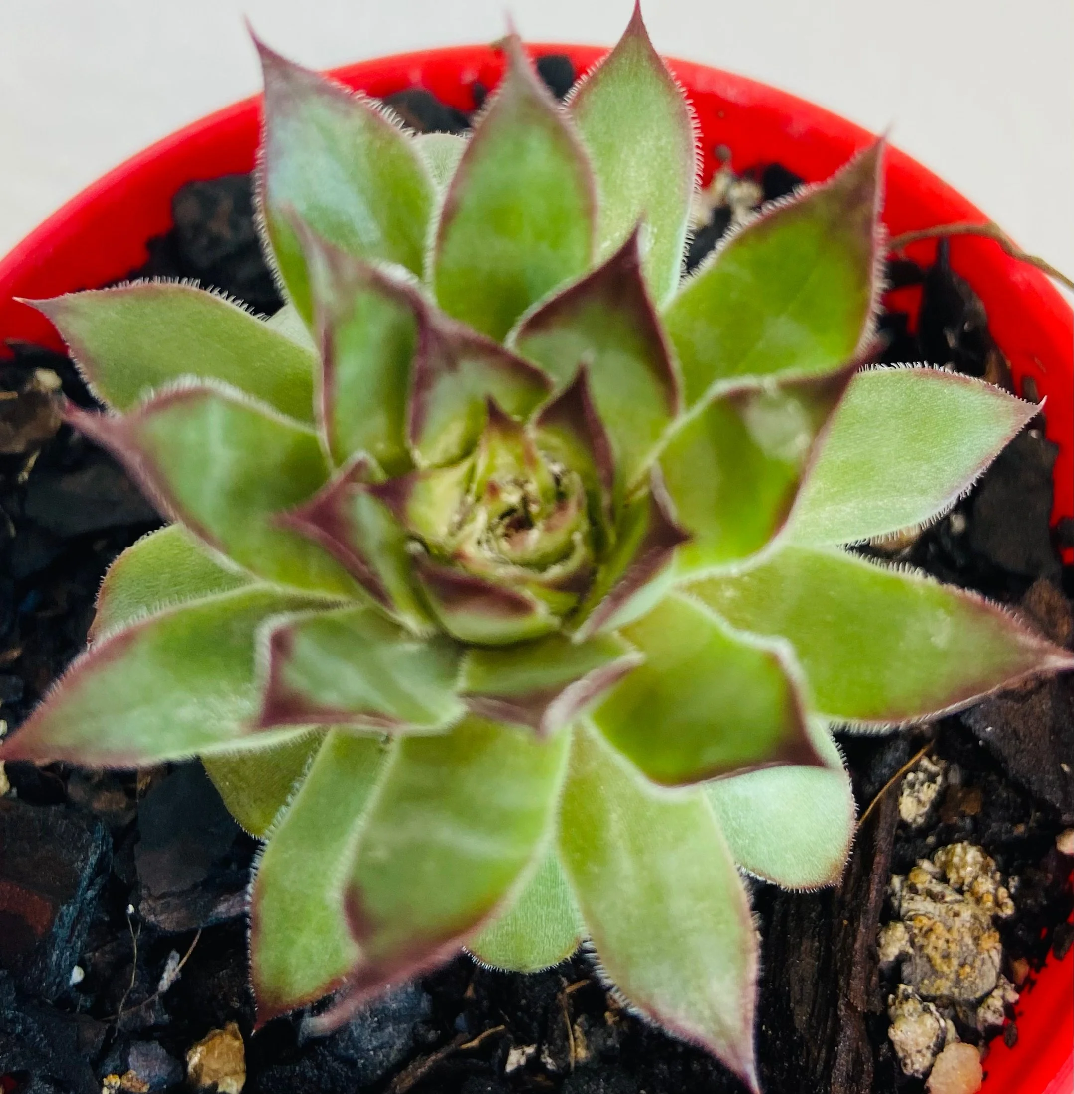 Sempervivum Pineapple Paradise