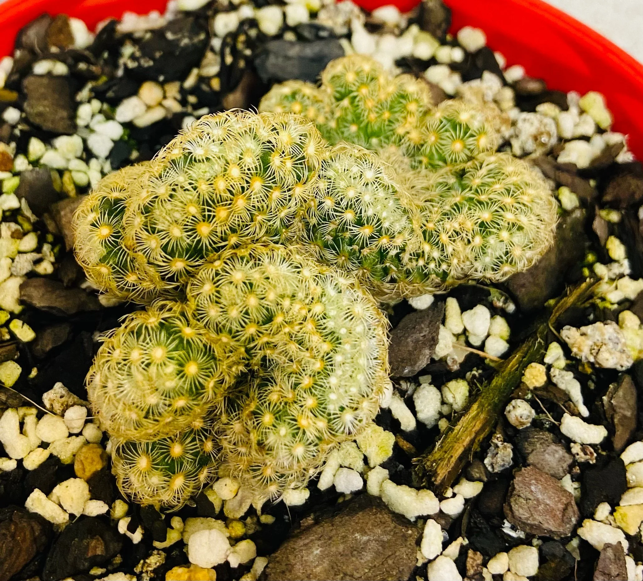Cacti Mammillaria Brain