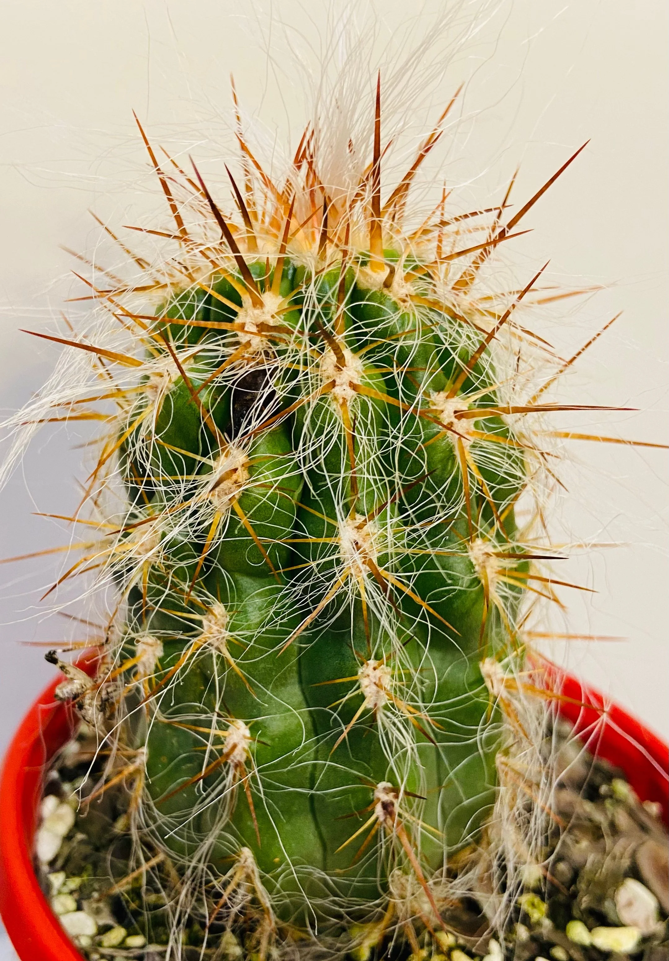 Oreocereus Celsianus - Old Man of the Andes - Maximus