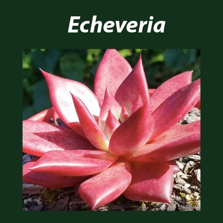 Echeveria