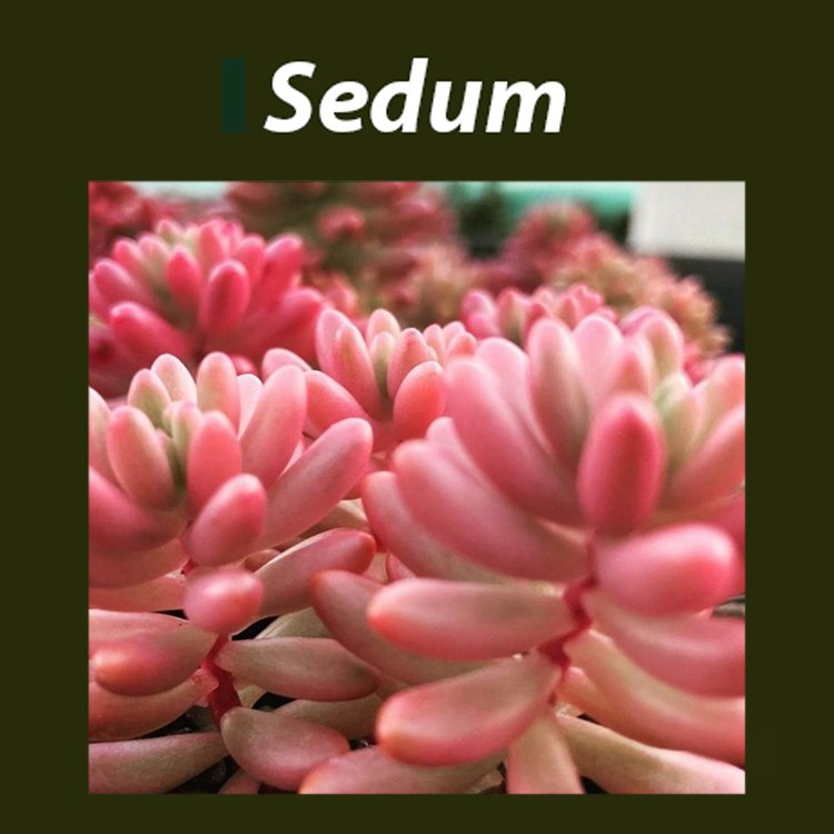 Sedum