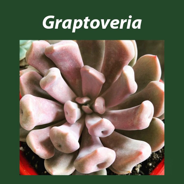 Graptoveria