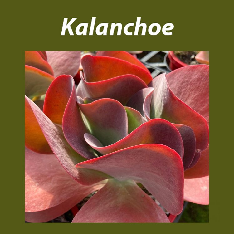 Kalanchoe