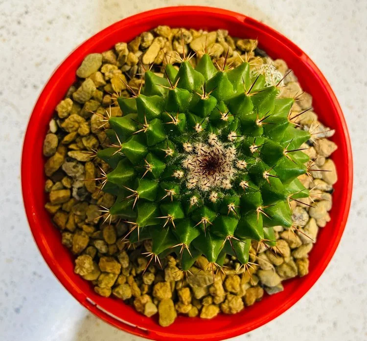 Cacti Pincushion Cactus