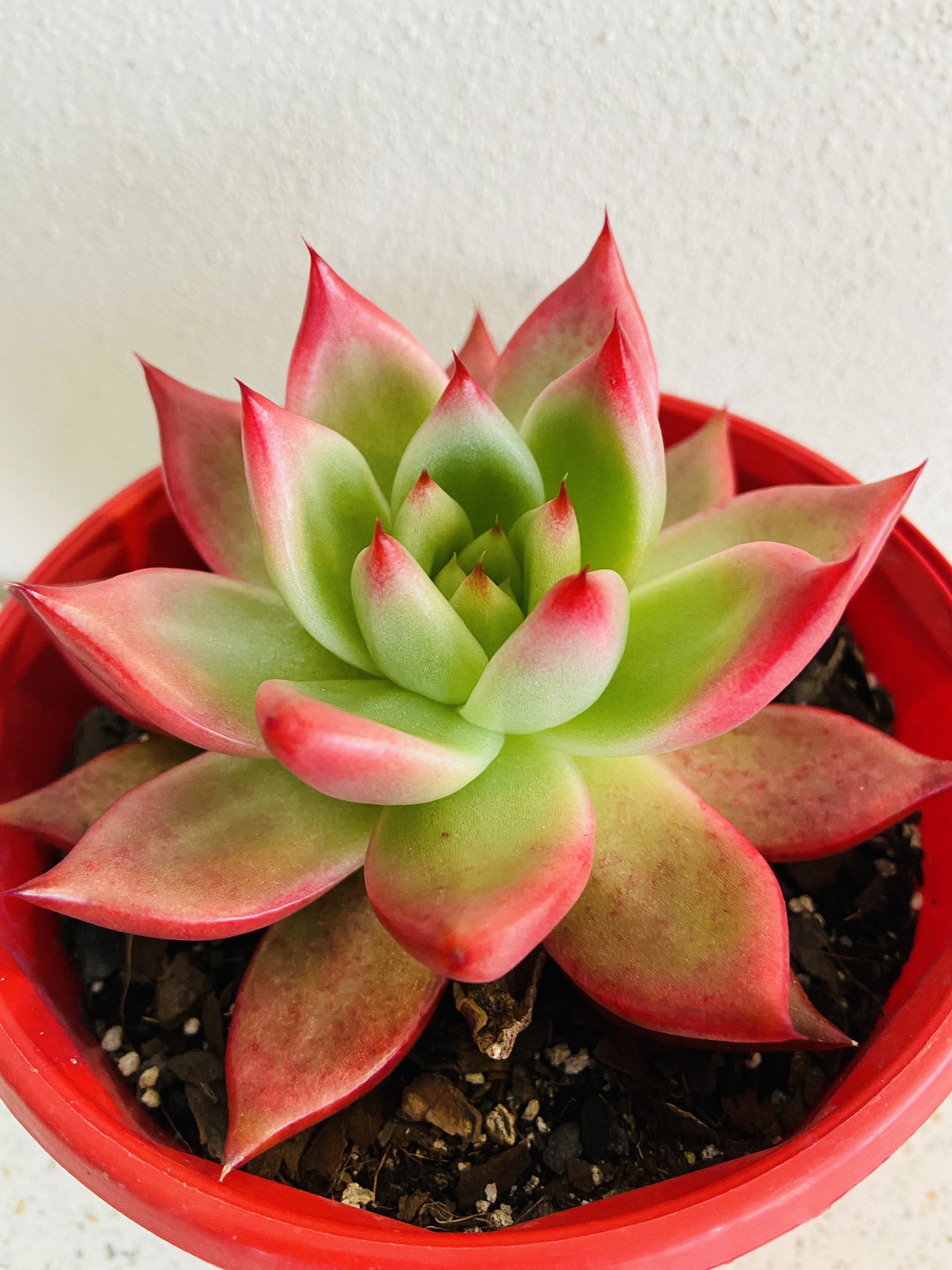 echeveria-frank-reinelt