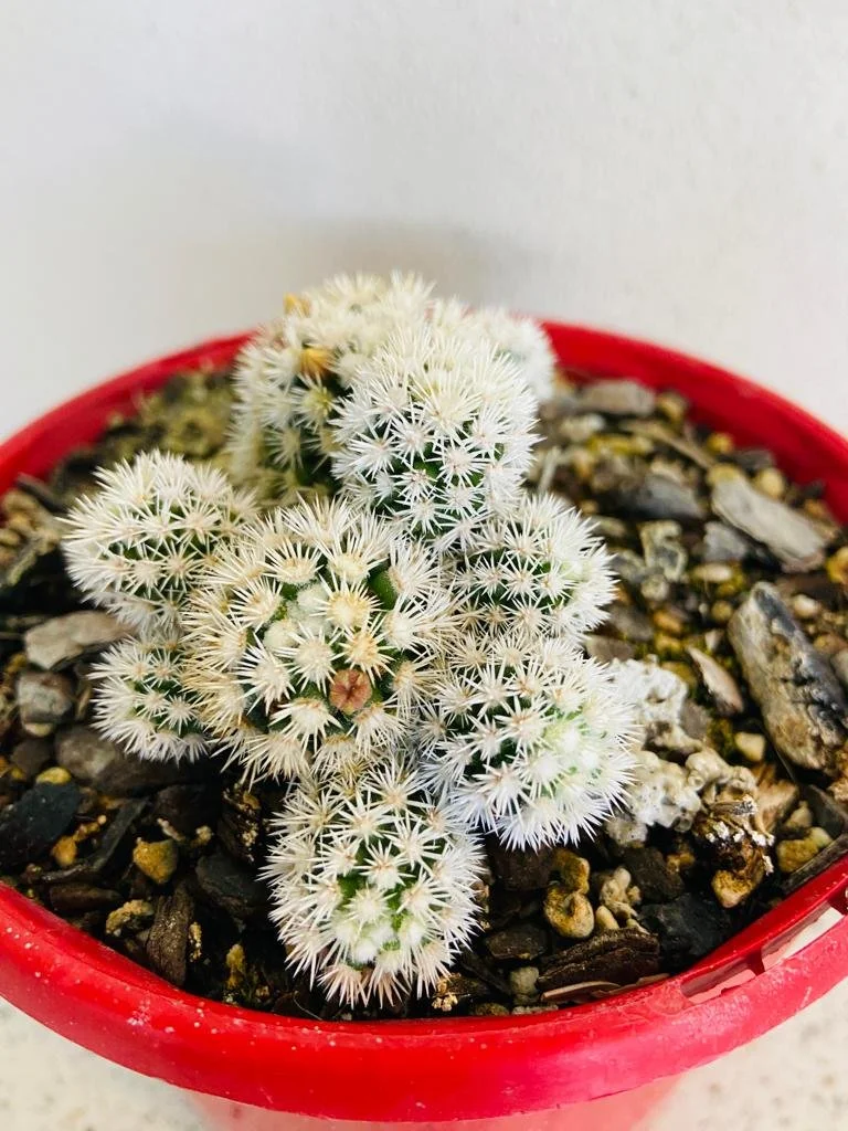 Cacti Oreocereus Old Men of the Andes