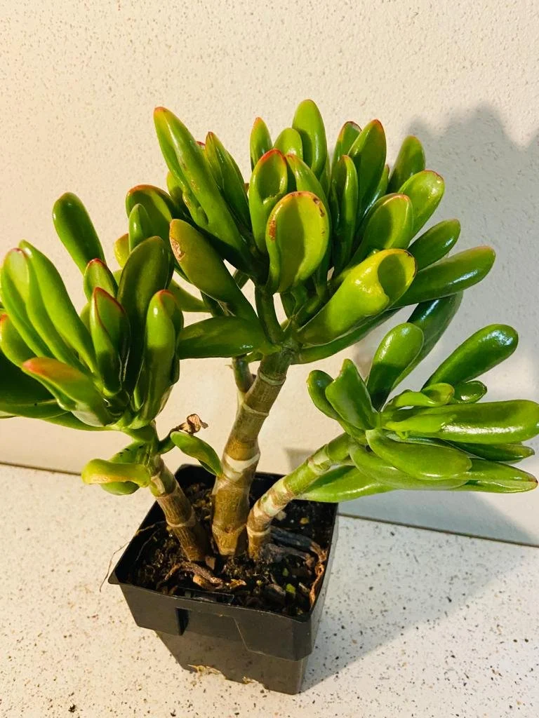 Crassula Ovata Ladyfingers