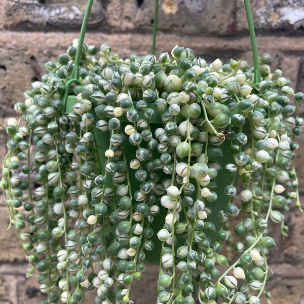 Senecio string of pearls variegated.jpg
