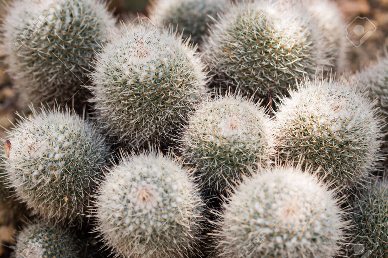 Cacti Pincushion Cactus Geminispina