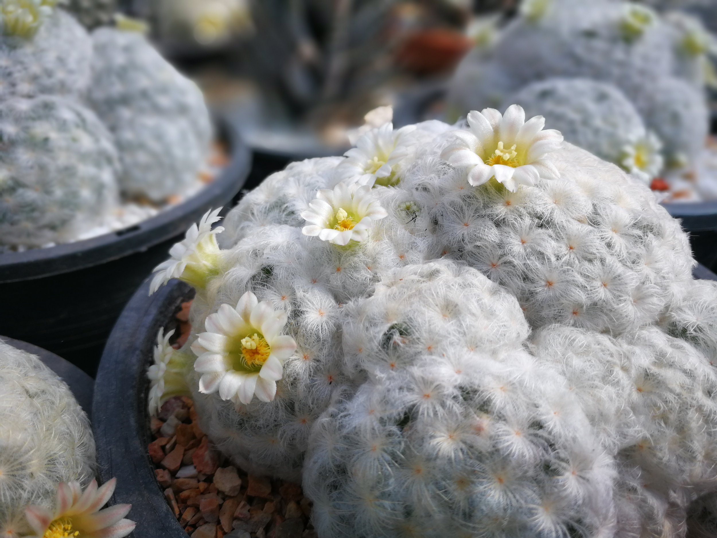 Cacti The Feather Cactus Mammillaria Plumosa