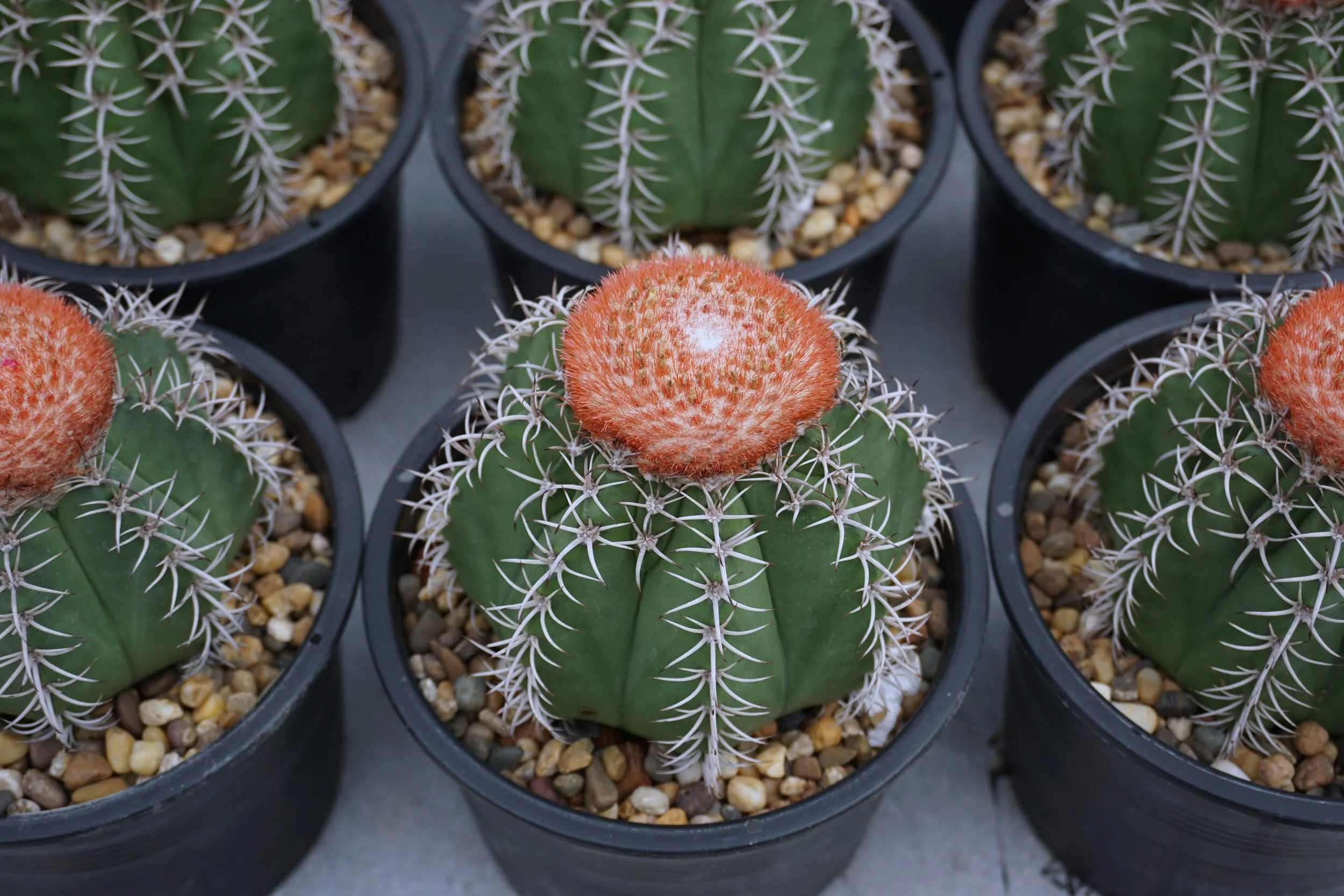 Cacti Melocactus Turk's Cap