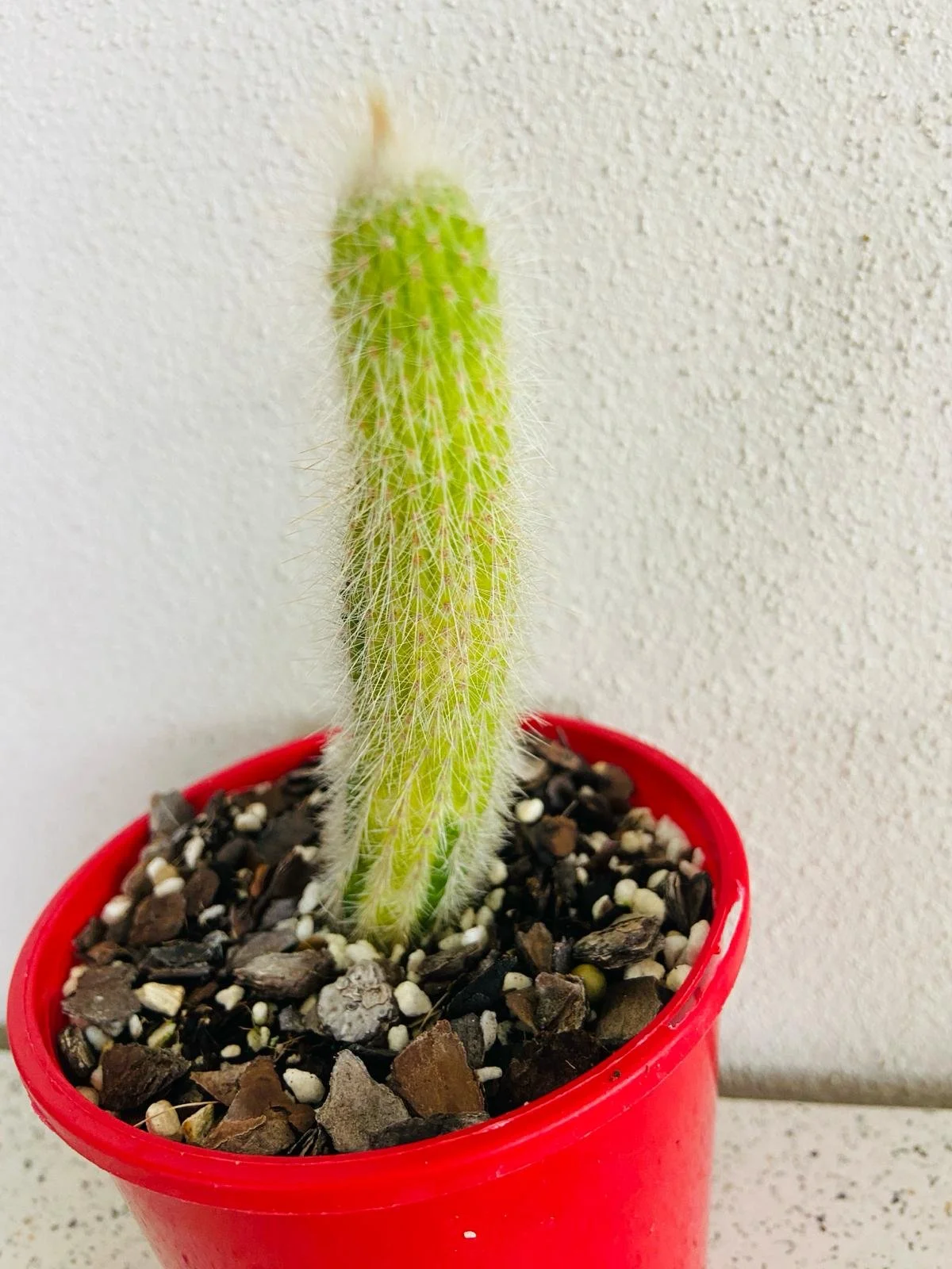 Cacti Golden Barrel Cactus Special