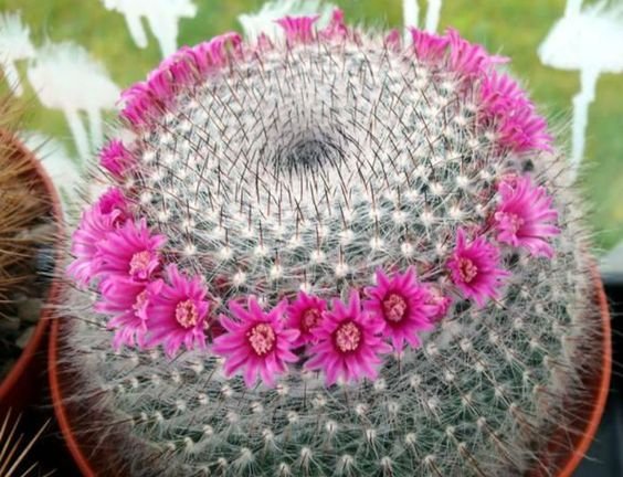 Mammillaria Hahniana - Old Lady Cactus.jpg