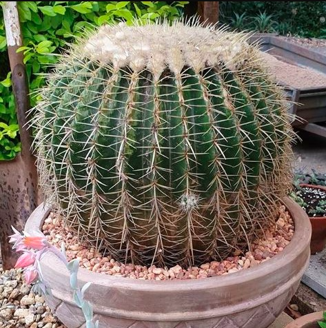 Cacti - Golden Barrel Cactus Special.png