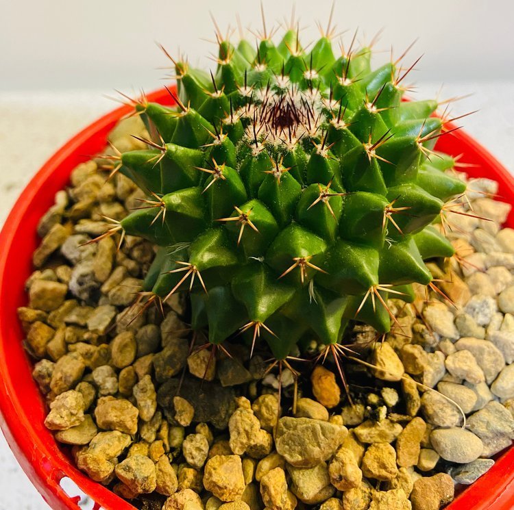 Cacti - Pincushion Cactus-2.jpg