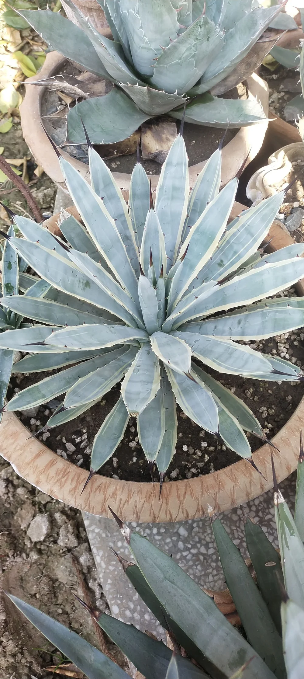 Agave Macrocantha Blue Ribbon | Shop Succulents Online