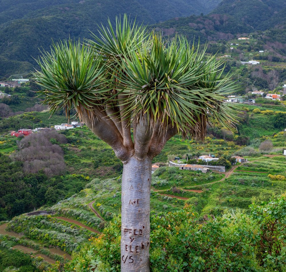 Dayen Tree Dragon Tree