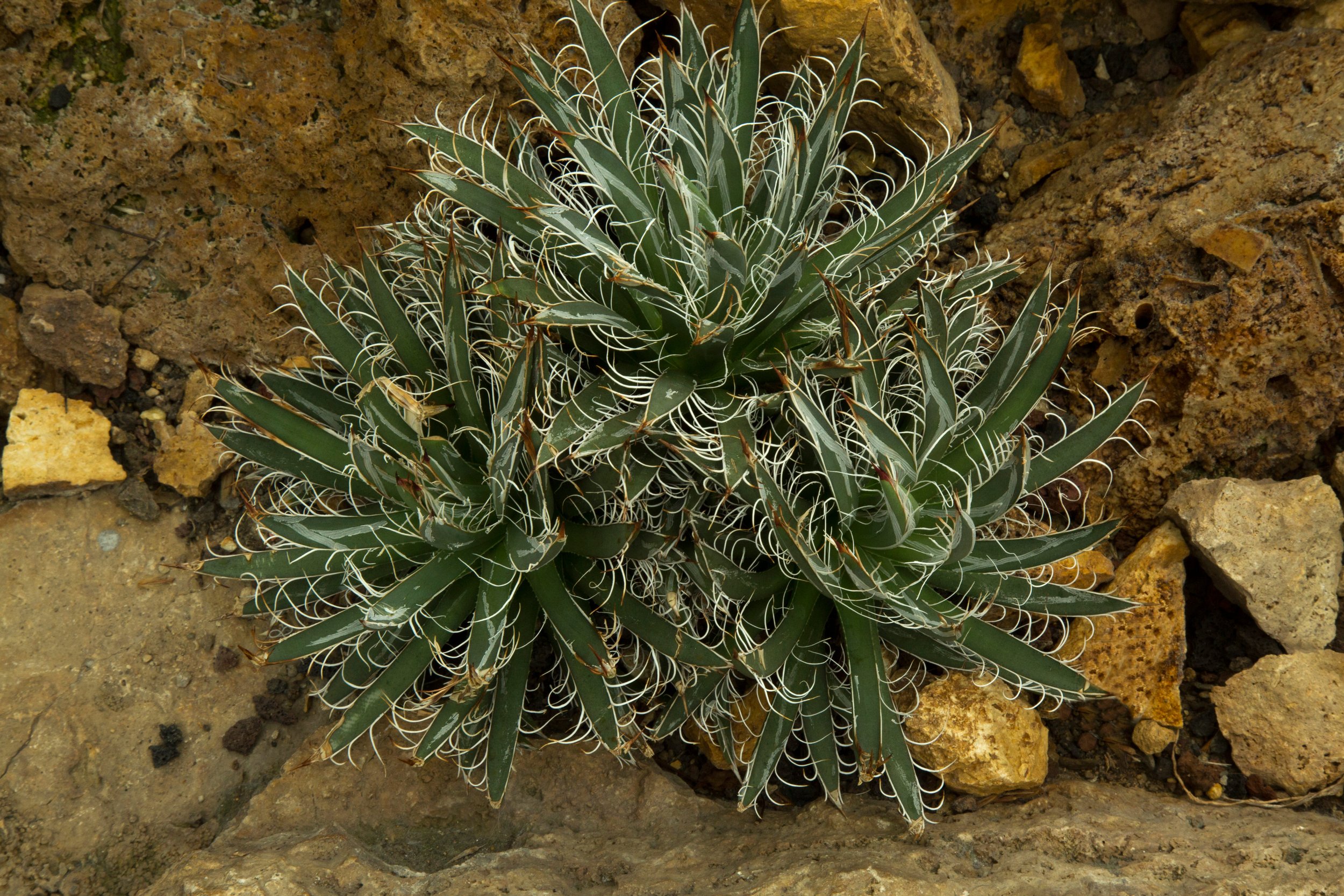 Agave Parviflora.jpg