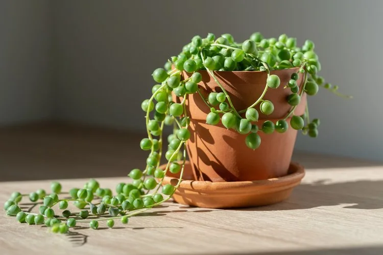 Senecio+-+String+of+Pearls.jpg