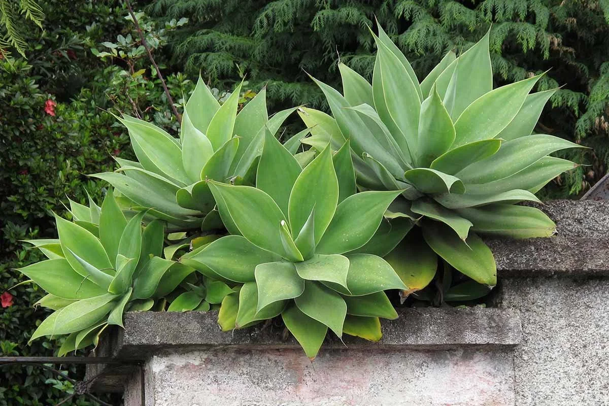 Agave7.jpg
