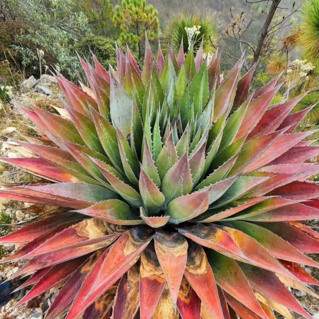 Agave6.jpg
