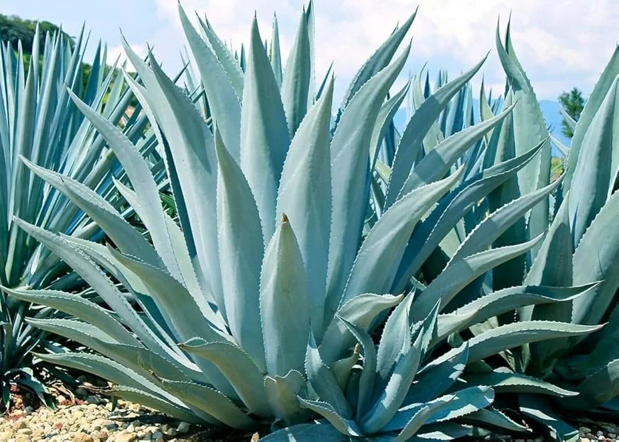 Agave4.jpg