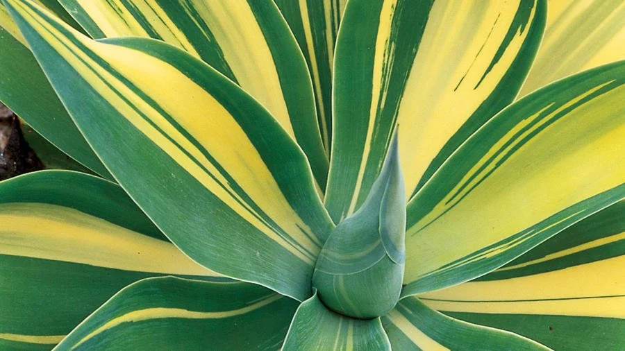 Agave3.jpg