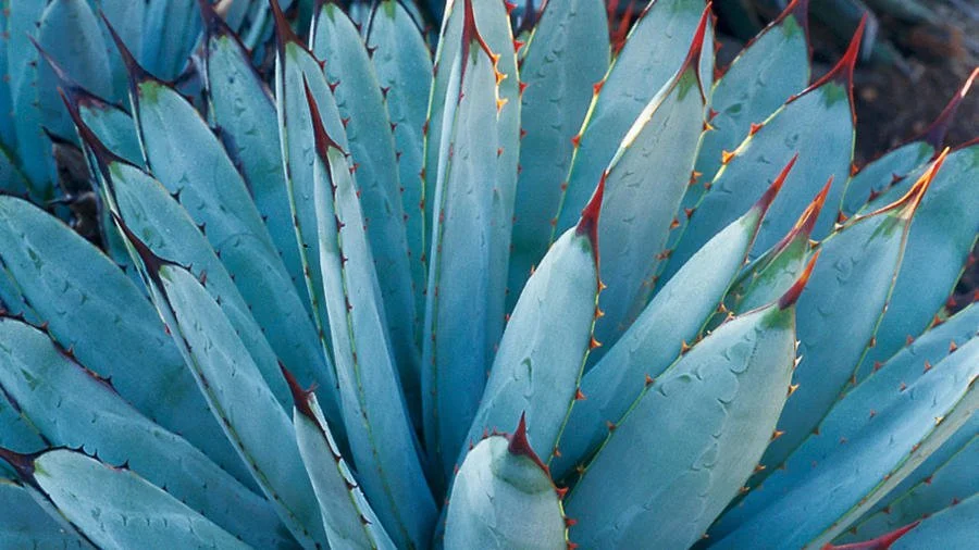 Agave5.jpg