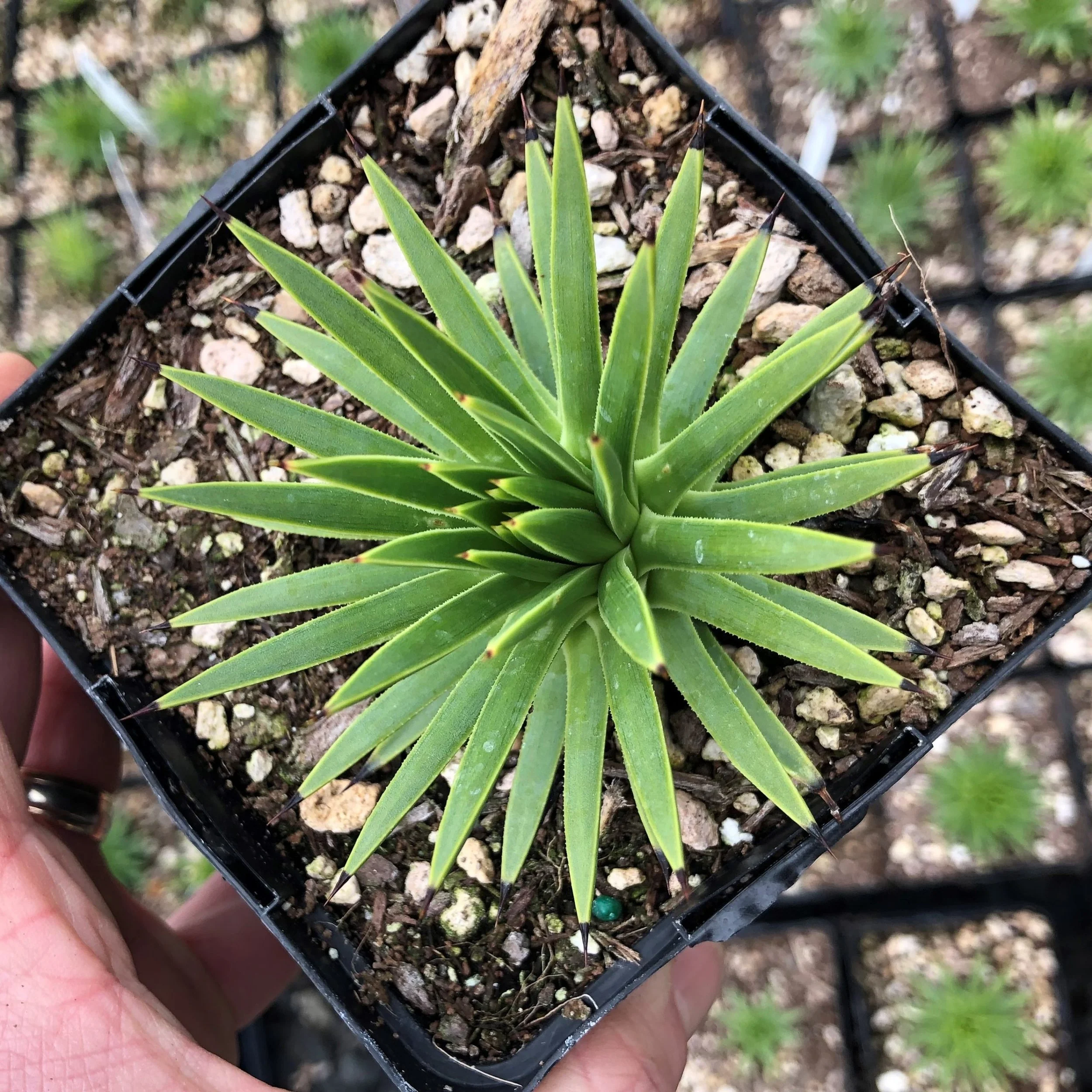 Agave1.jpg