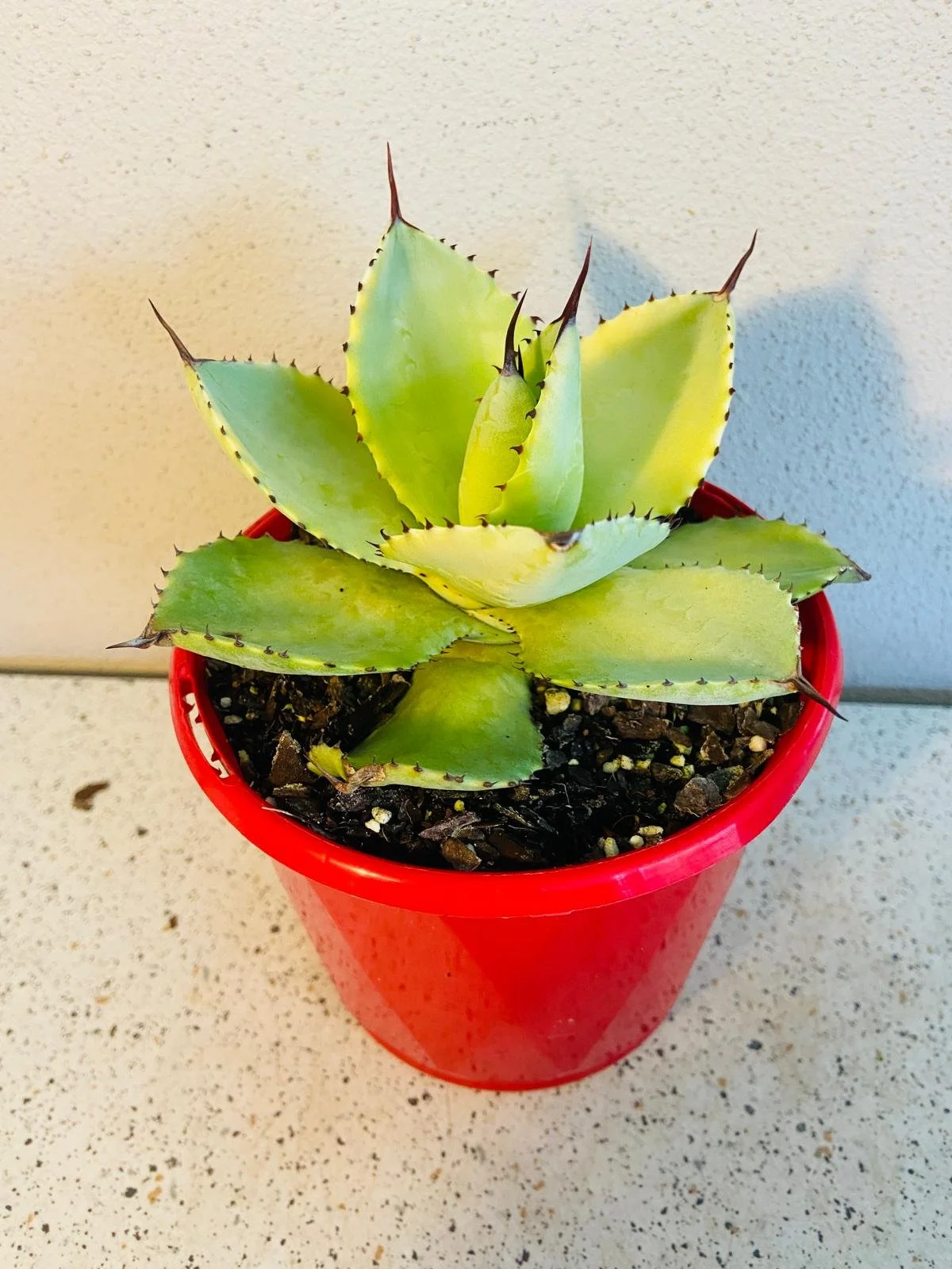Agave applanata 