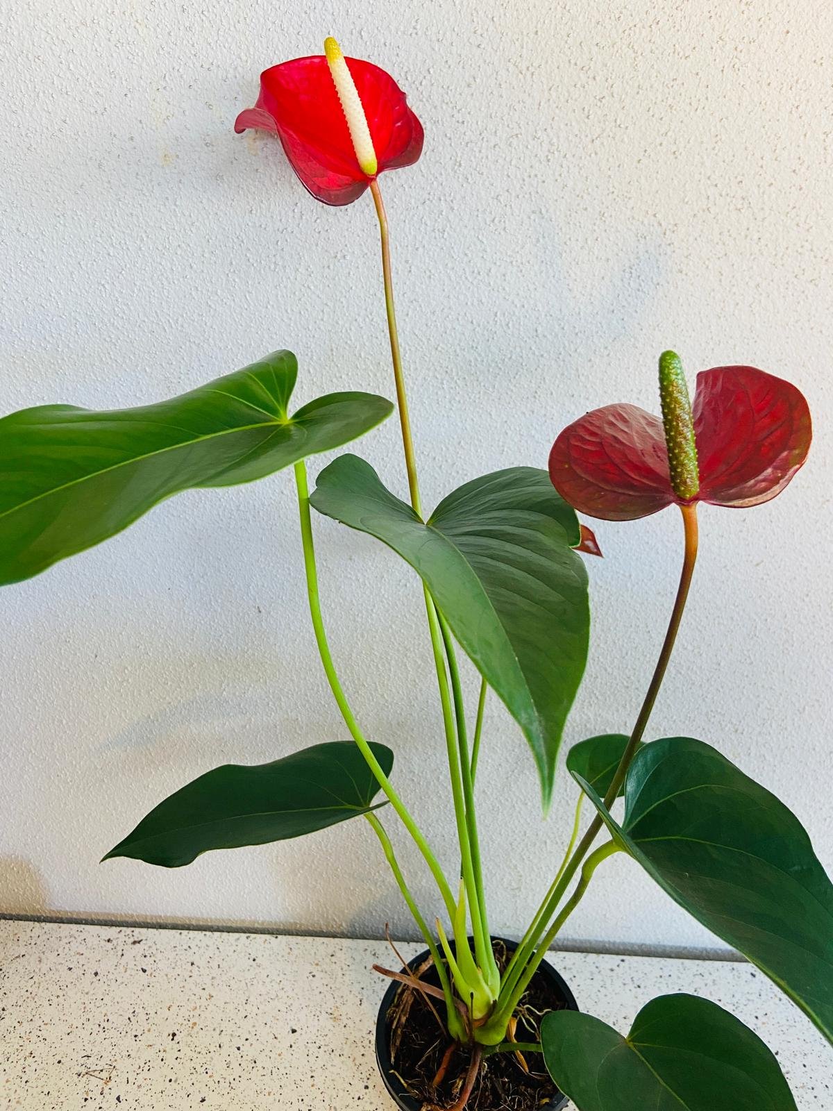 Anthurium Emma