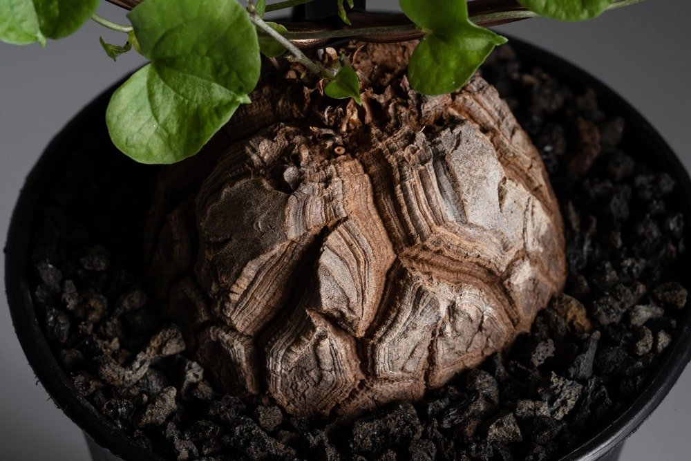 Dioscorea+Elephantipes-+Elephants+Foot+1+world-min.jpg