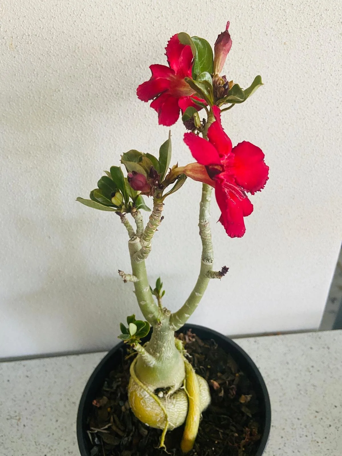 Adenium Obesum Desert Rose 207