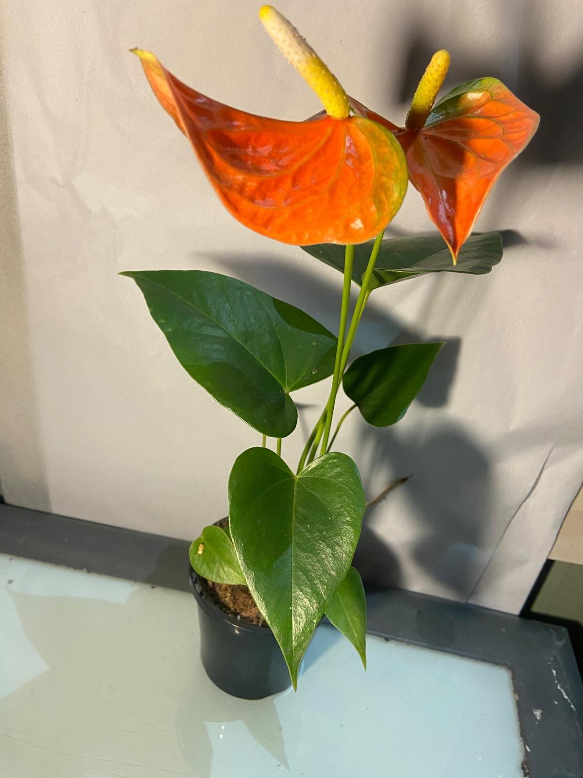 Anthurium Emma